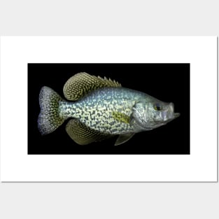 Black Crappie Posters and Art